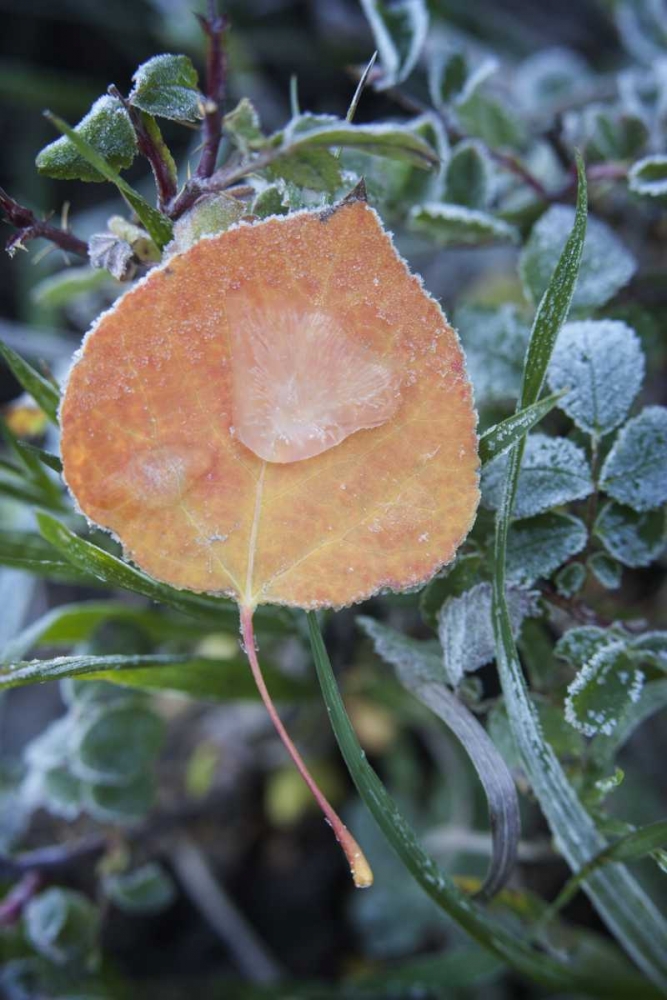 CO, Uncompahgre NF Frozen raindrops on aspen
